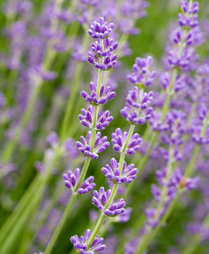 Carbeth Plants English Lavender Herb Plant 1 x Large 14cm Pot – Upright, Bushy Purple Lavender for Indoor & Outdoor Growing – Scented Garden Plant for Pots, Borders & Pollinators