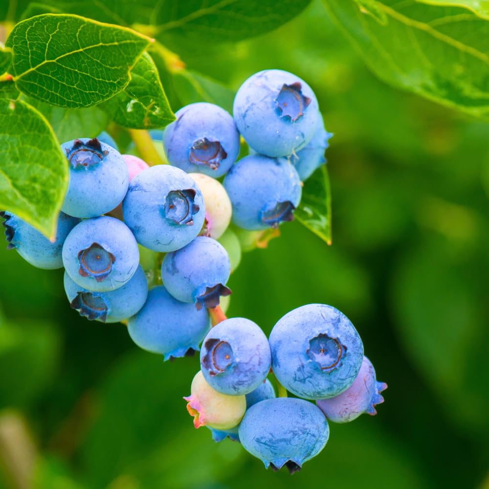 Set 3 Southern Highbush Blueberry Tree Plants Live 1 to 2 Year Old, Blueberry Fruit Tree Live Plant, Blueberry Bush, Blueberries Plants Live for Planting Outdoor Garden Perennial