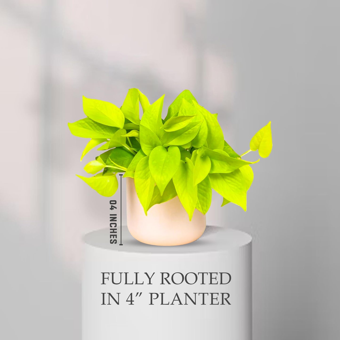 Pothos Neon Live Plant (Devil’s Ivy) – 4″ Bright Chartreuse Variety of Golden Pothos - Low Maintenance Indoor Houseplant - Air Purifying Epipremnum Aureum - Easy Care for Home & Office