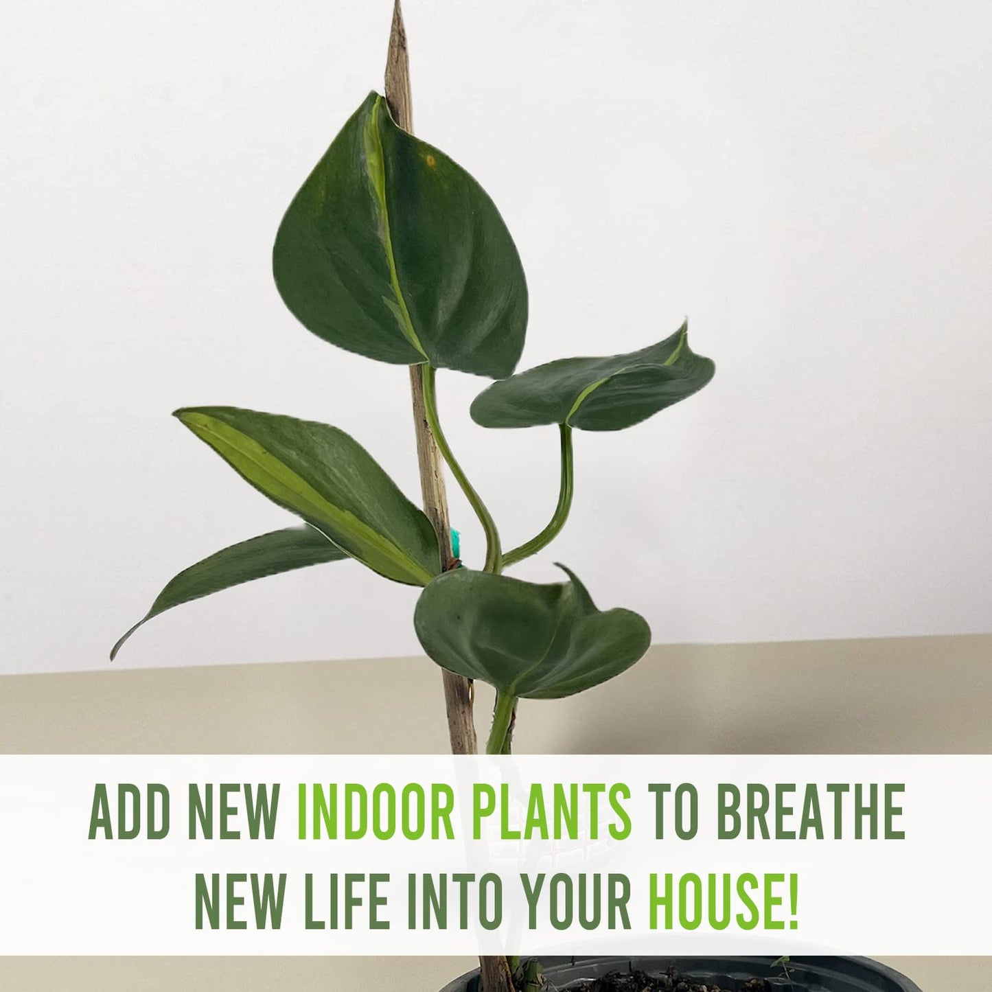 LEAL PLANTS ECUADOR Philodendron Brazil (Pack of 2)|Golden Pothos Brazil| Jade Pothos Brazilian Live Houseplants, Perfect for Home Decor, Unique Gift for Plant Lovers