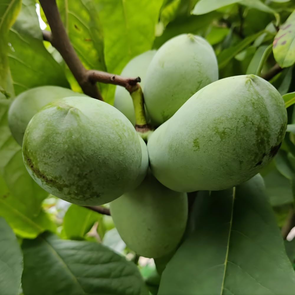 Pawpaw Tree Live in Quart Pot, 12-18" Tall, Cold-Hardy North American Fruit Tree, Native Fruit Tree Starter for Backyard and Garden Rows