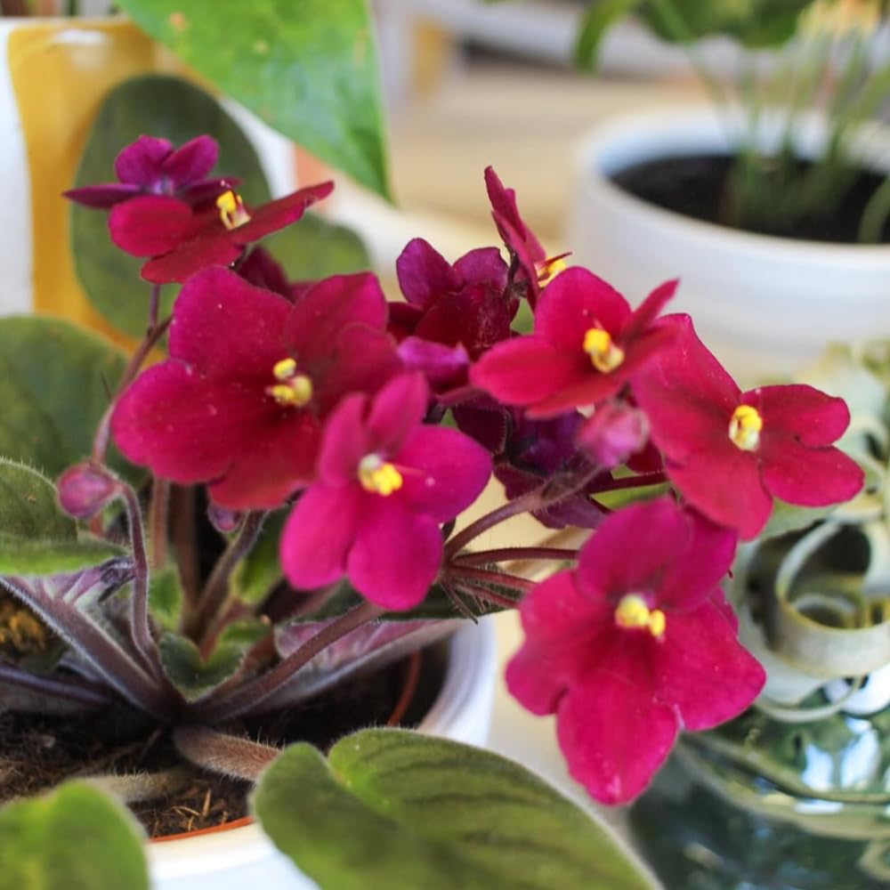 African Violet Live Plant Houseplant in 4" Pot, Blooming Indoor Plant for Home or Office with Vibrant Flowers (Red African Violet)