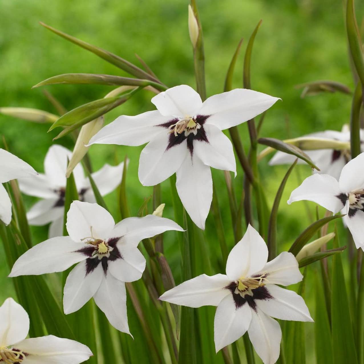 Votaniki Acidanthera Murielae Bulbs - Versatility, Fragrant Blooms, Perennial Peacock Orchid Flower Bulbs for Planting | Low Maintenance Garden Flowers (100 Pack)
