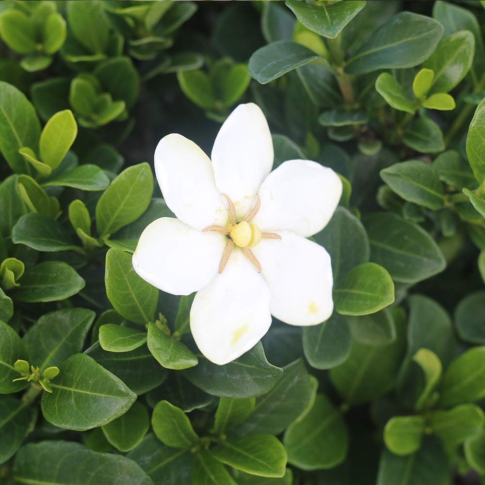 Perfect Plants Kliem's Hardy Gardenia Live Plant, 1 Gallon Pot