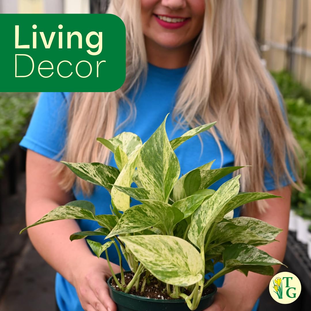 Thorsen's Greenhouse Marble Queen Pothos, Live Indoor Plant, Easy to Grow, Rare Variegated Houseplant, Natural Air Purifier, 4-inch Diameter Pot (Terra Cotta)