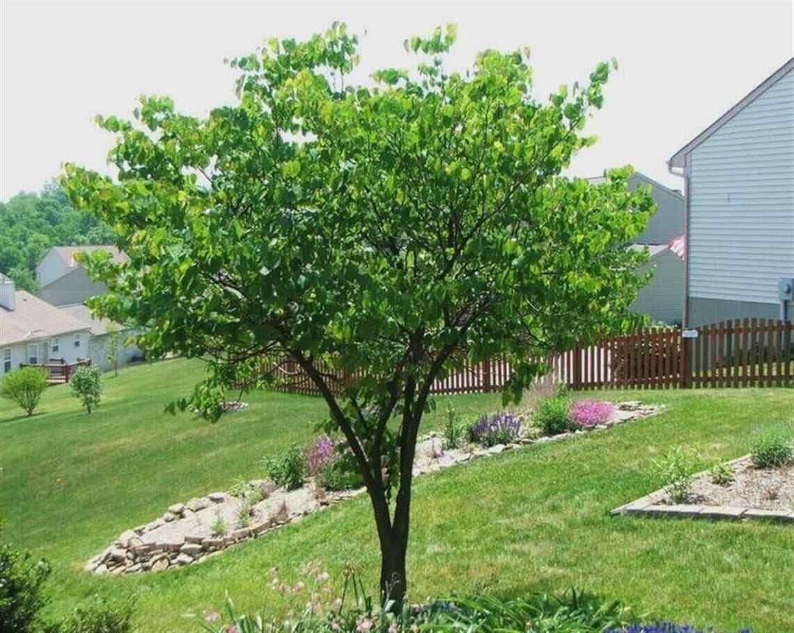 Live Plant - Eastern Redbud Tree - 18-24" Tall Seedling - Live Plant - Cercis candensis