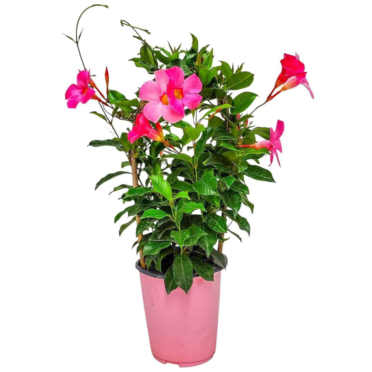 Pretty Pink Live Dipladenia Plant - Live Flowering Plant - Trellis - 18" Hoop, 18" to 20" Overall Height - 1 Gallon Planter - Tropical Plants of Florida (Plant Only)