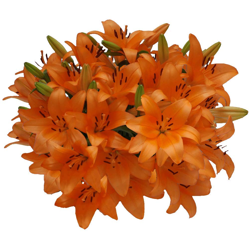 GlobalRose 20 Orange Asiatic Lilies – Responsibly Sourced Lily Flowers – Hand-Picked Flowers Fresh Bouquet for Graduation, Anniversary, Birthday & Special Occasions