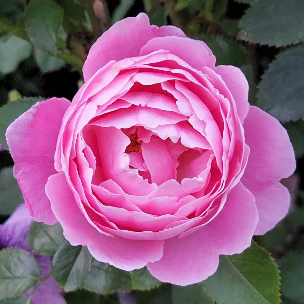 Heirloom Roses Live Fragrant Rose Plant - Sister Emmanuelle™ Pink Hybrid Tea Rose Bush for Planting Outdoors