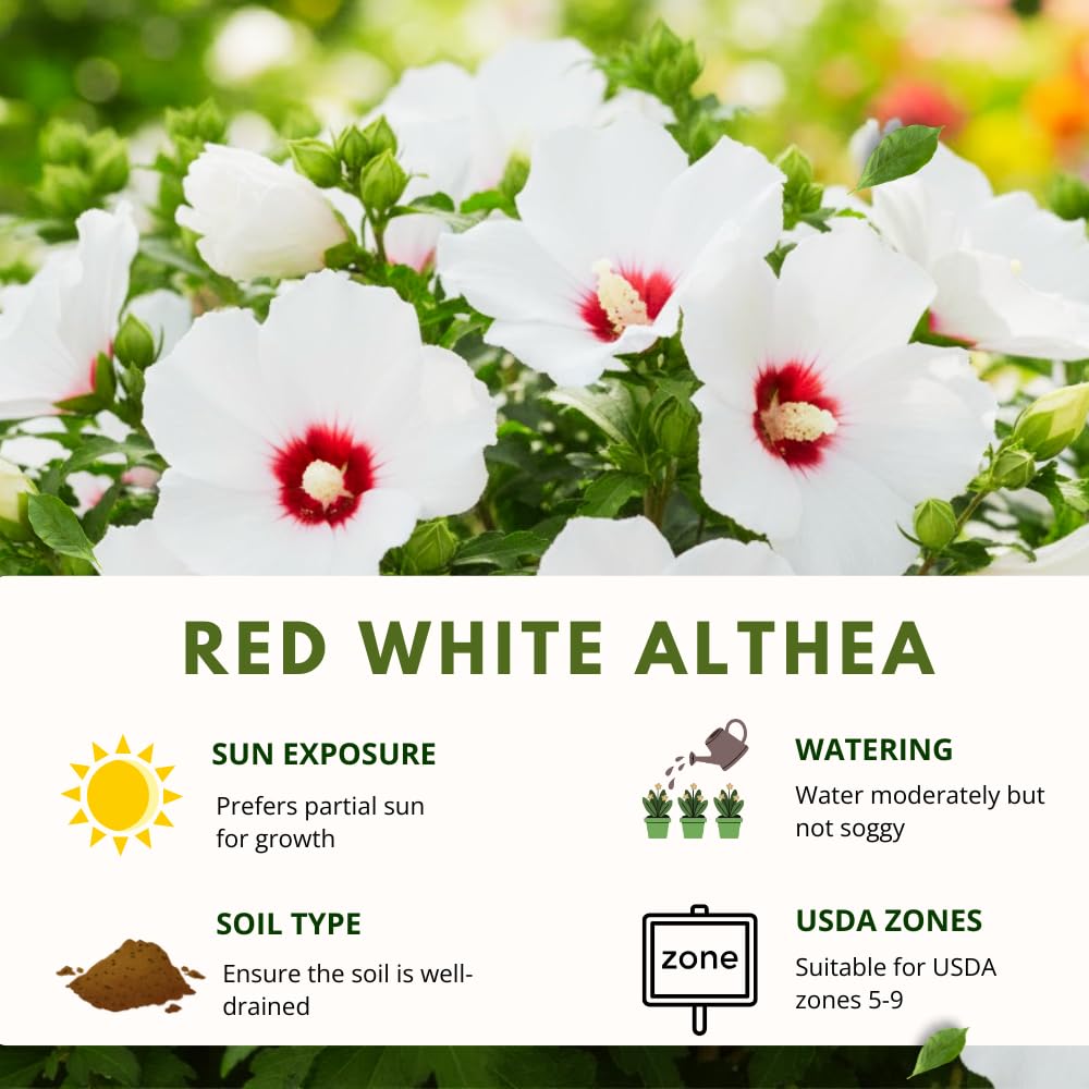 Rose of Sharon Plants Live, Full Rooted from 1.5 to 2.5 Feet Tall, Red White Althea Rose of Sharon Plant, Vibrant Flowers for Summer Color