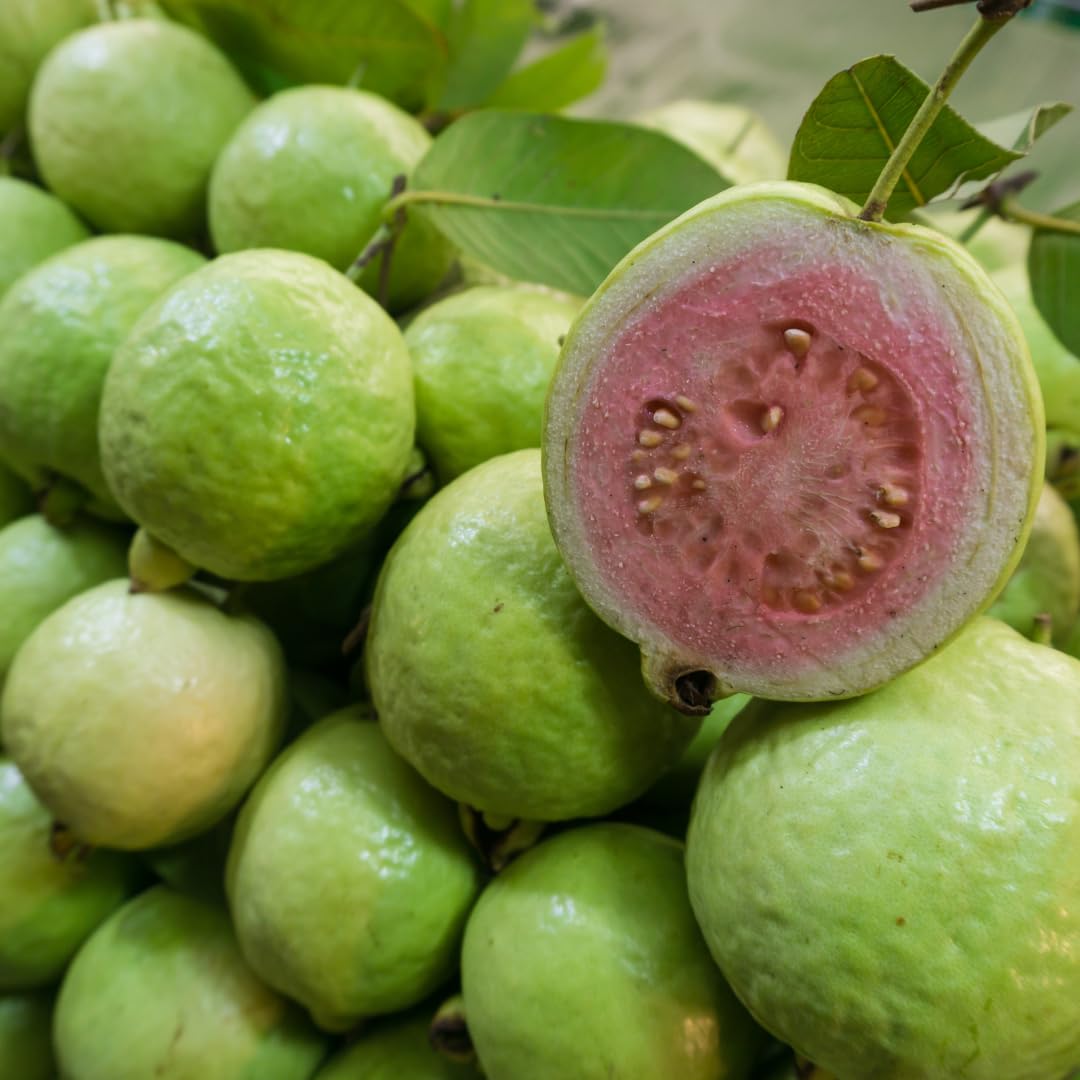 Pink Guava Plant Live, Sweet Tropical Guava Fruit Tree, 2–3 Ft Tall in 3 Gallon Pot, Ready to Grow, No Ship to CA