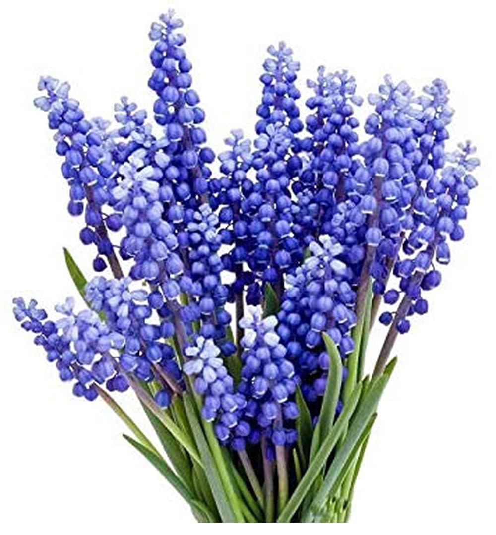 Grape Hyacinth Bulbs - 15 Muscari Armeniacum Bulbs for Planting - Grows 6-8" Tall - Flower Bulbs for Spring Planting - Indoor Forcing