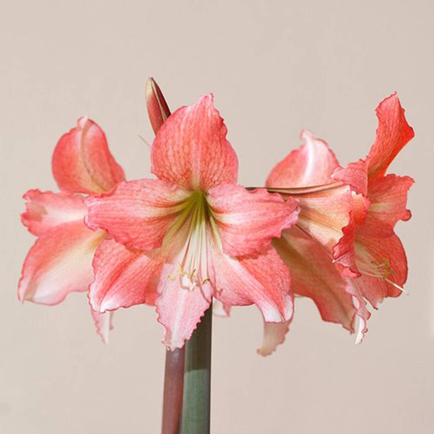 UtopiaSeeds Tinkerbell Amaryllis Bulb - Peach Amaryllis - One Large Bare Root Bulb