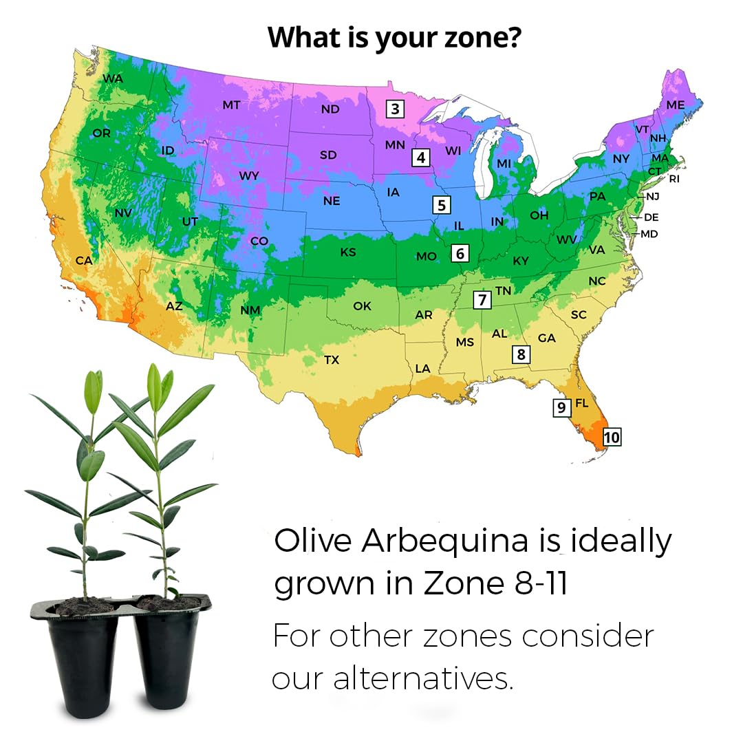Olive Tree Arbequina (4 Pack) Real Olea Europaea | Easy to Grow Plants | Great Gift for Celebrations | Grow Your own Food on Your Edible Organic Garden| Edible Fruit Plant Live for Planting|