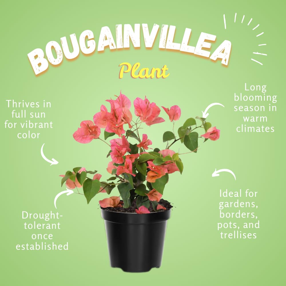 Set 2 Bougainvillea Plant Live, Trailing Flowering Vine, 4-6 Inches Tall, Well Rooted Bougainvillea, Outdoor Garden or Patio, No Pot (Orange)