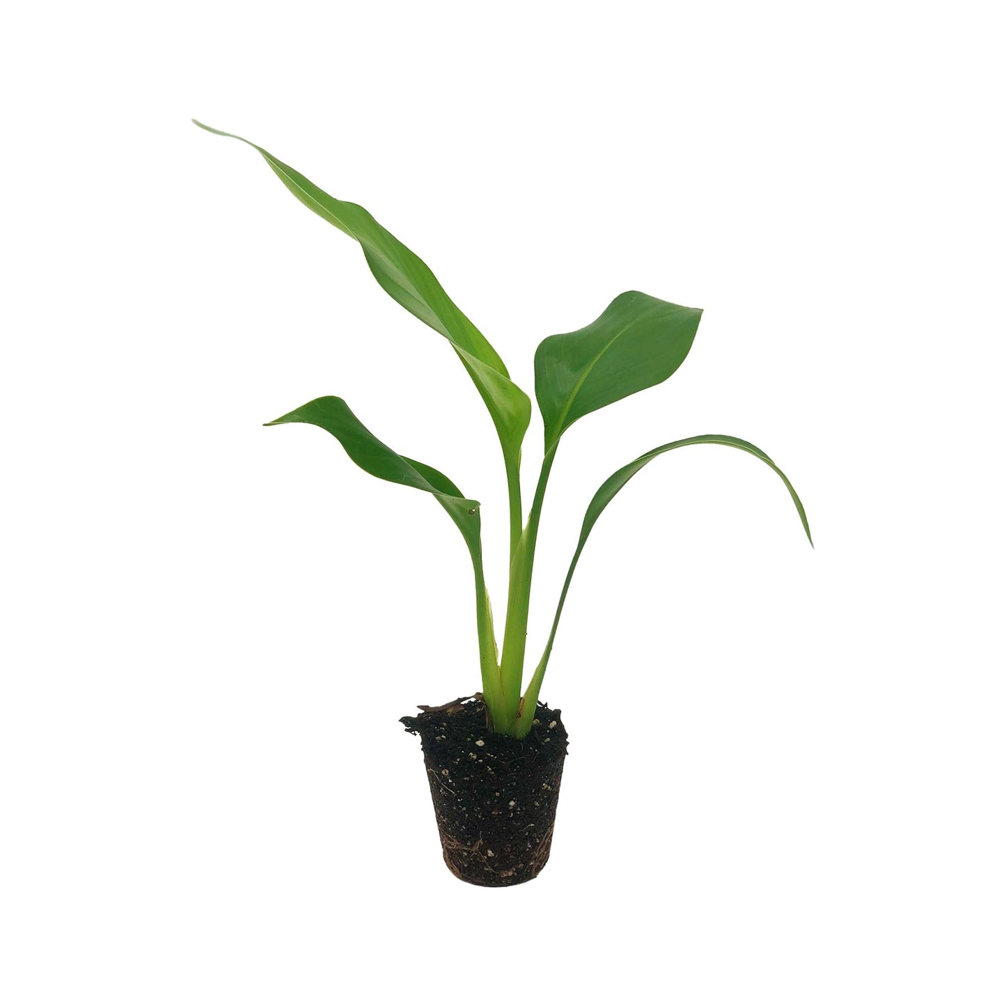 Live White Birds of Paradise Plant - 'White Birds of Paradise' Strelitzia nicolai - ragnaroc Tropical Plant 6-10” Tall - 1ct - Live Arrival Guaranteed - House Plants for Home Decor & Gift