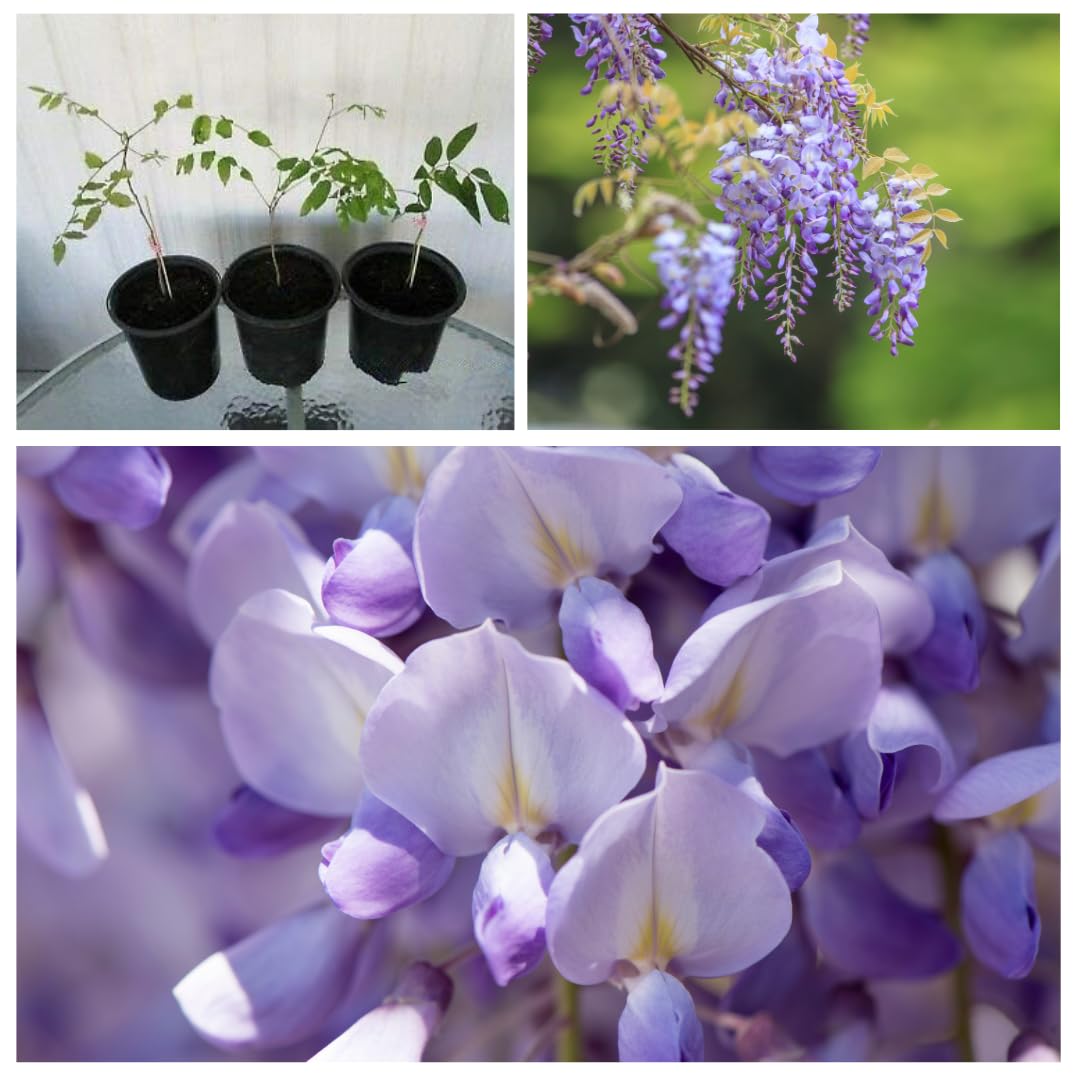Stunning Live 1 Potted Chinese Blue Weeping Wisteria Tree Fresh Plant