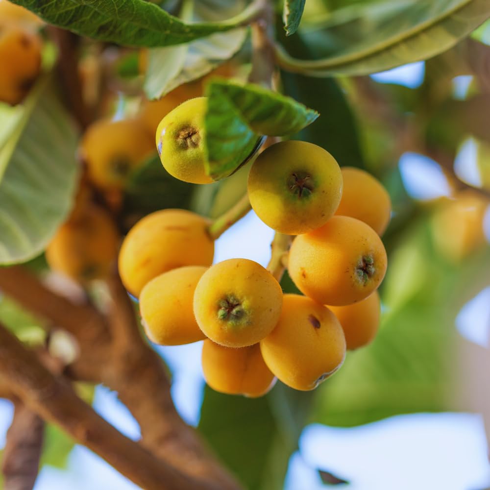 Golden Loquat Tree Plant Live, Loquat Fruit Live Plant, 1 Gallon Pot, Sweet Fruit Garden Outdoor, No Ship to CA