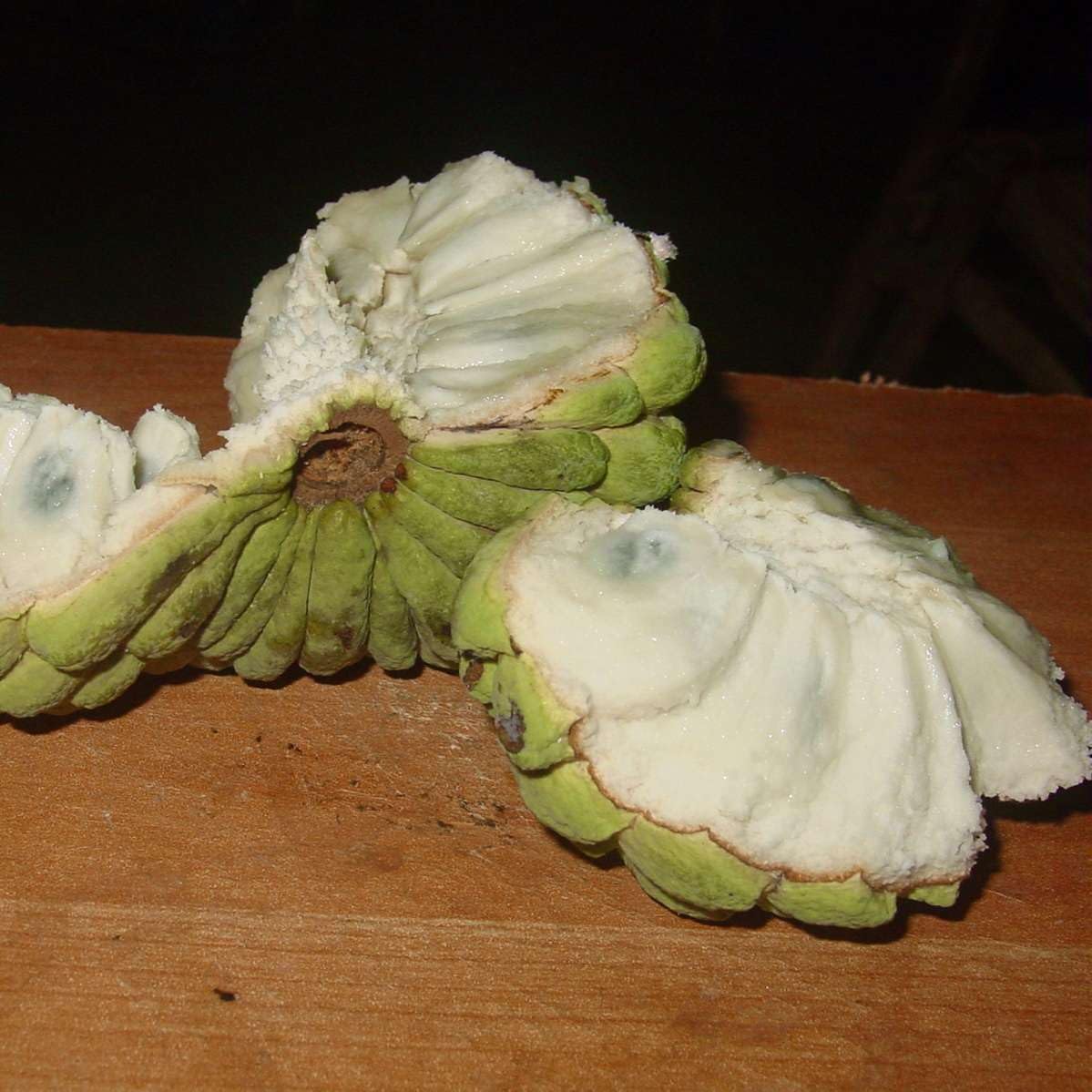 Live Plant - Sugar Apple (Annona Squamosa) Big Live Fruit Tree 12”-24”