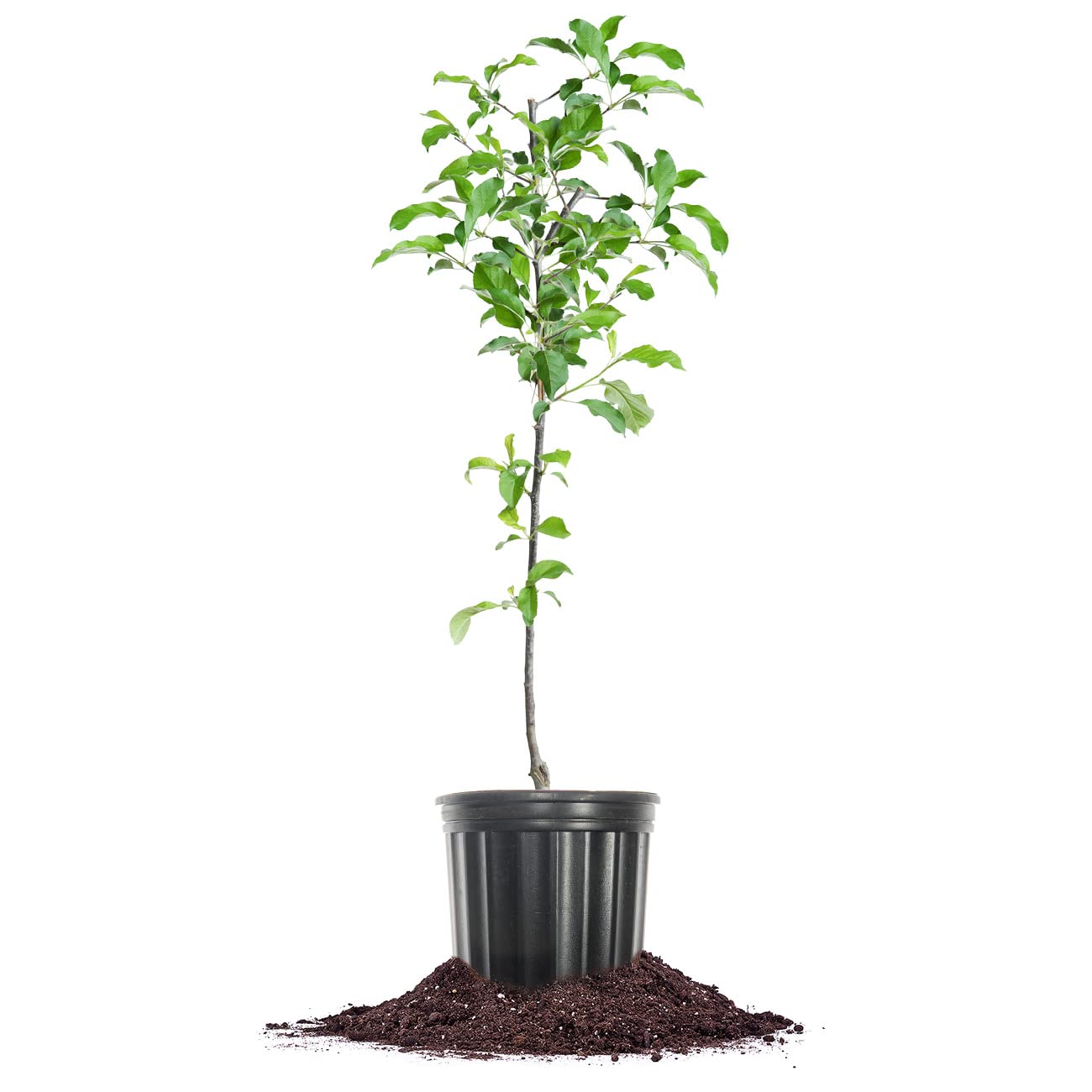 Perfect Plants Gala Apple Tree 1 Gallon | Live Fruit Trees for Outdoor Planting | Fresh Apples for Eating, Canning, & Dehydrating | Sweet & Tasty Fruits Ripen in Fall