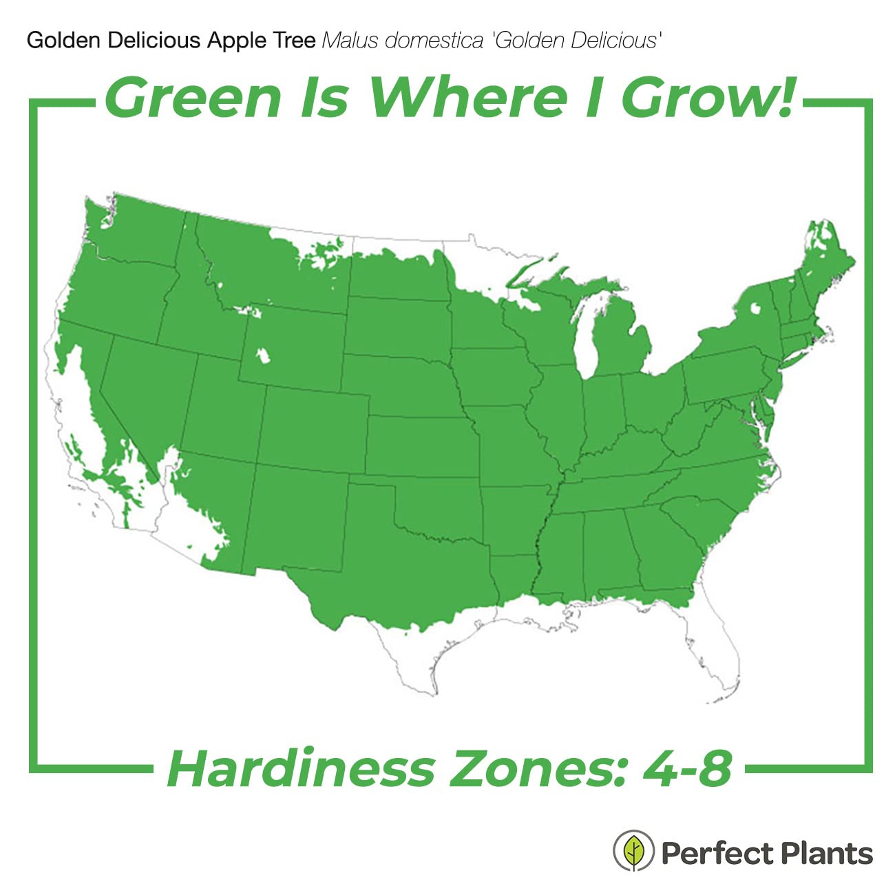 Perfect Plants Golden Delicious Apple Tree 1 Gallon | Live Fruit Trees for Outdoor Planting | Self Fertile & Easy to Grow | Sweet & Healthy Fruits Perfect for Home Gardens