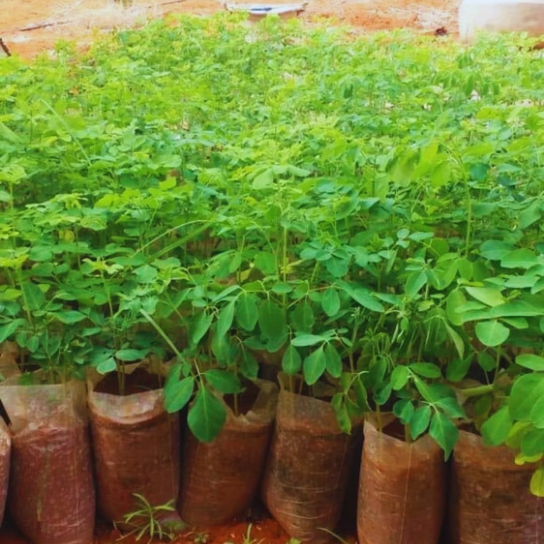 1 Pack 2 Moringa Trees Live Plants, Drumstick Malunggay Tree, Moringa Oleifera Herb Horseradish, 5 to 10 Inc Tall