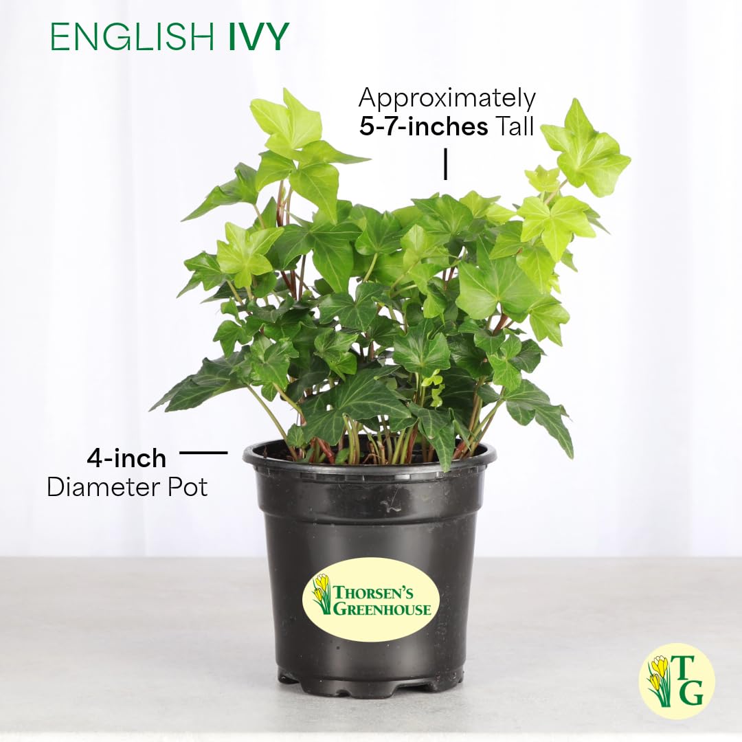 Thorsen's Greenhouse Live Green English Ivy Plant, Hedera Helix, Natural Air Purifier, Easy to Grow, Live Indoor Houseplant, 4" Diameter Pot, White