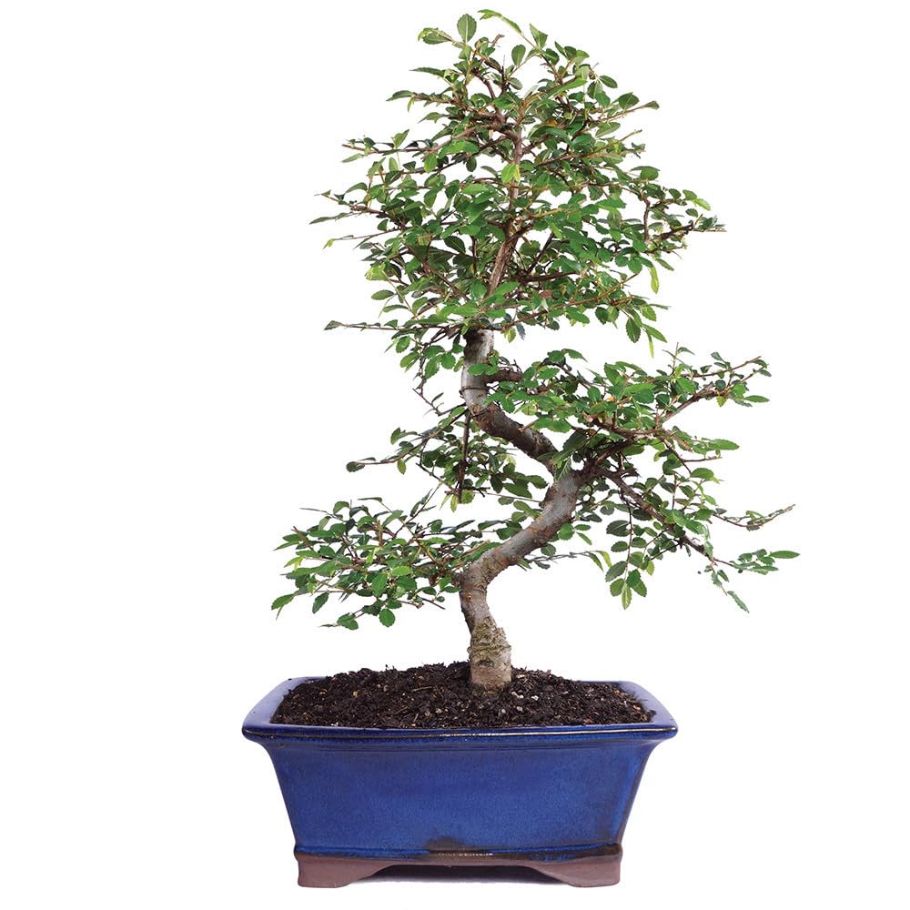 Brussel's Live Chinese Elm Outdoor Bonsai Tree - 15 Years Old; 14" to 18" Tall with Decorative Container