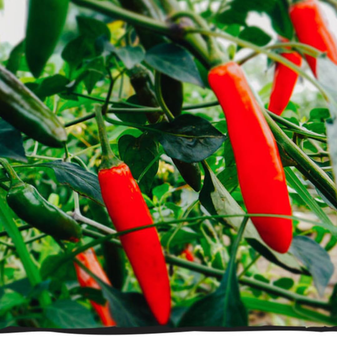 Live Jalapeno Pepper Plant in 4 Inch Pot, 4–7 Inch Tall Seedling, Green Chili Pepper Plant for Garden or Container Growing