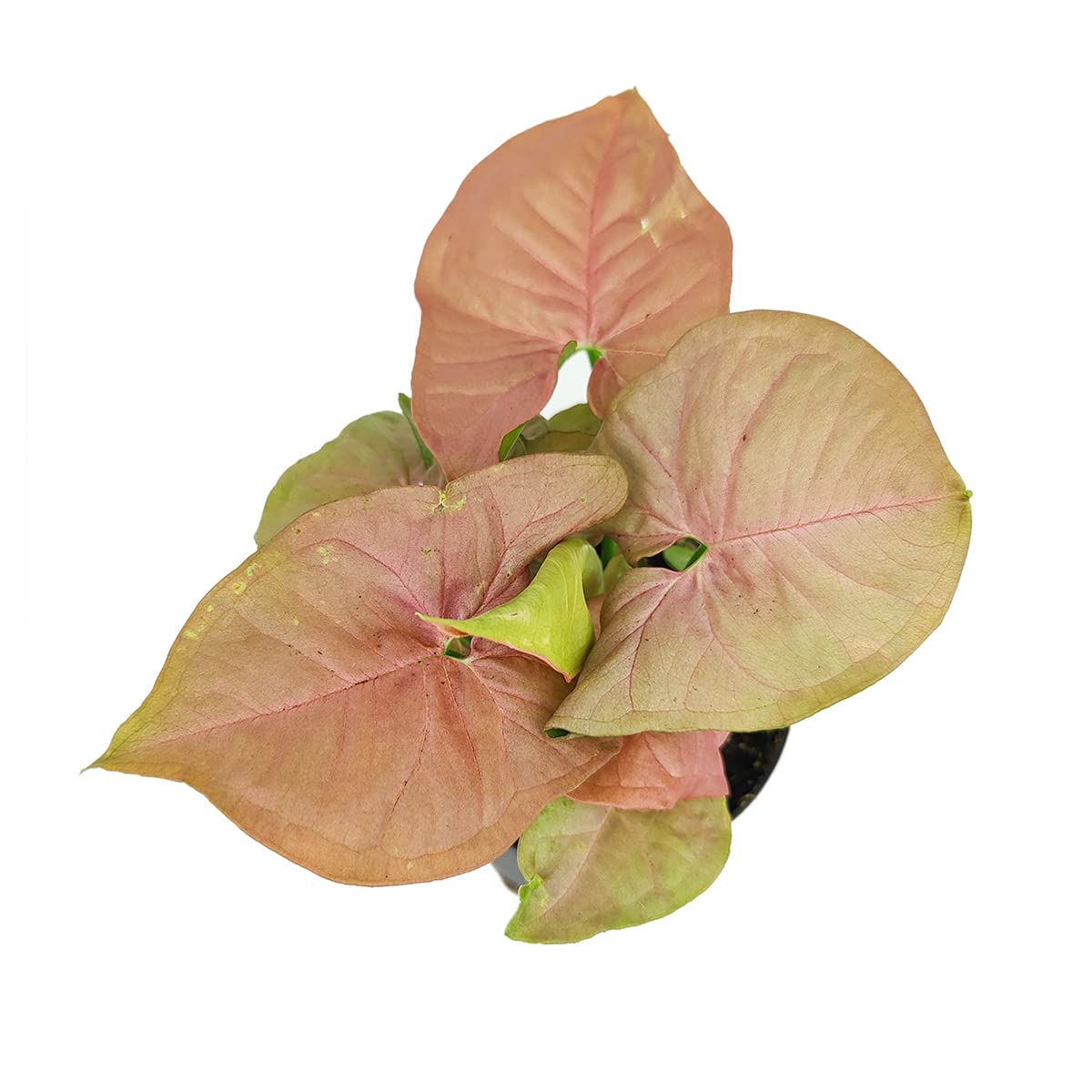 Live Houseplant 4" Syngonium Neon Robusta - Easy Care Indoor Plant - House Plants Indoors Live - Low Light House Plants - Plants Live Houseplants - Air-Purifying Houseplant for Gift or Home Decoration