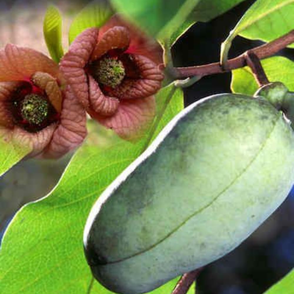 Pawpaw Tree Live Plant, in Quart Pot, Cold Hardy Paw Paw Plant Live for Outdoor Planting, 6-15 Inch Tall, Pawpaw Fruit Tree