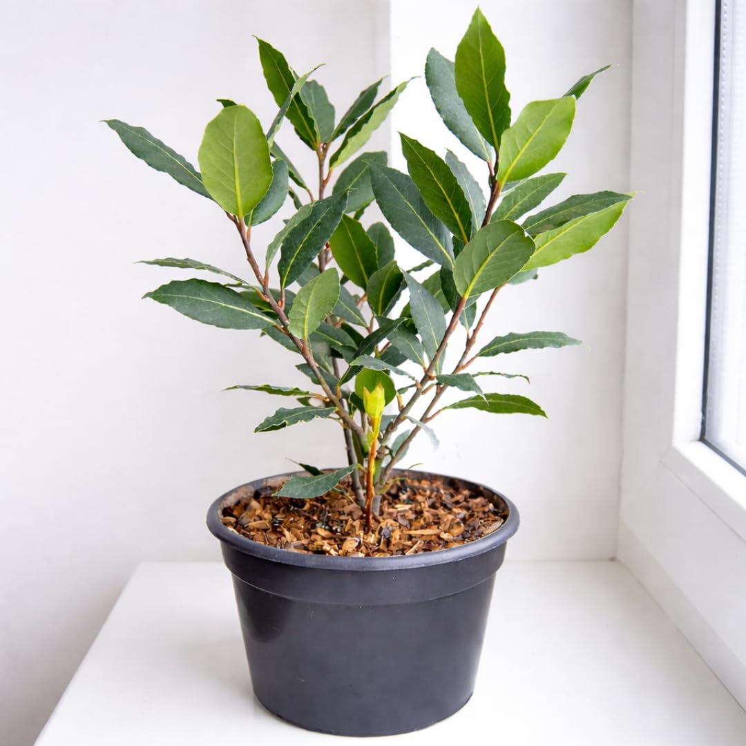 Live Bay Leaf Plant, Herb Bay Leaf Plant,Laurus Nobilis Tree, 8-10 Inch for Planting
