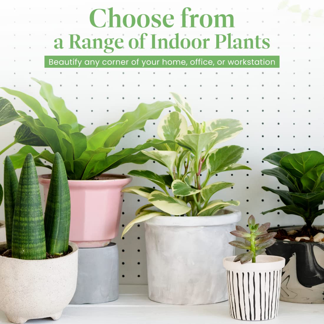 American Plant Exchange Philodendron Monstera – 10-Inch Pot – Live Split-Leaf Tropical Houseplant, Easy Care Indoor Plant for Home, Office, & Jungle-Inspired Décor