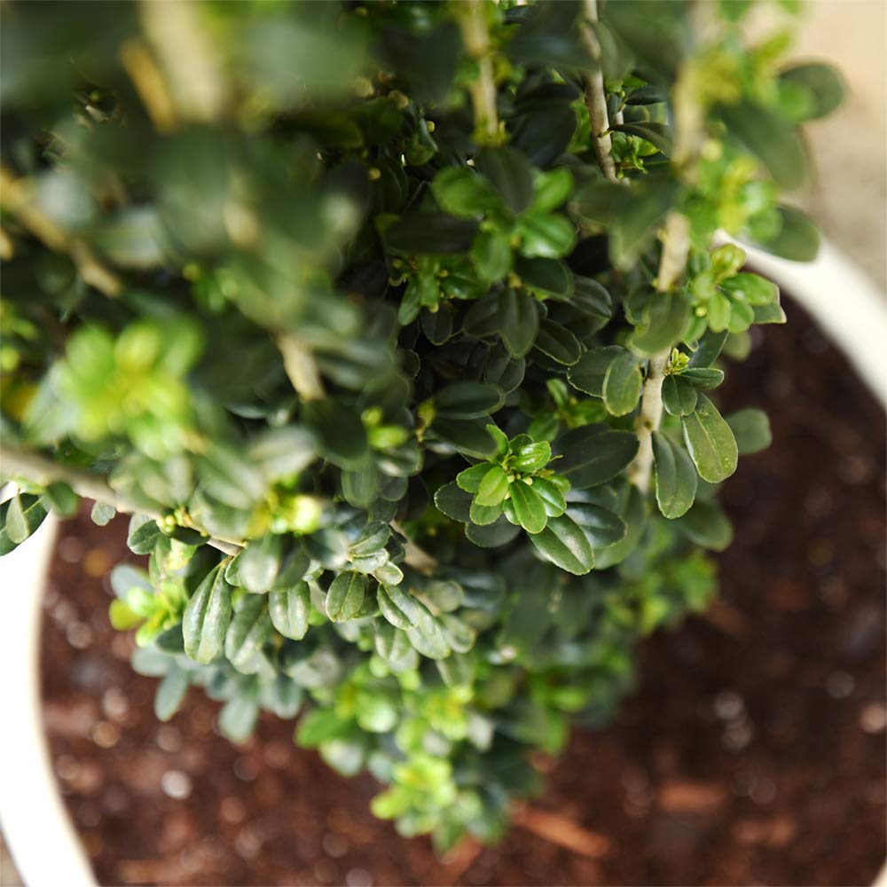 Perfect Plants Sky Pencil Holly Live Plant, 2-3', Includes Care Guide
