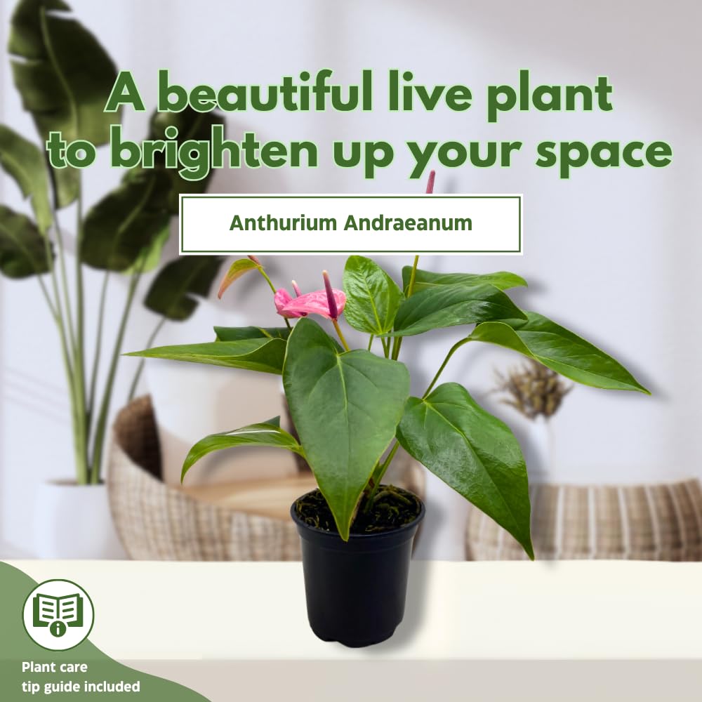 BubbleBlooms Anthurium Purple, 4 inch