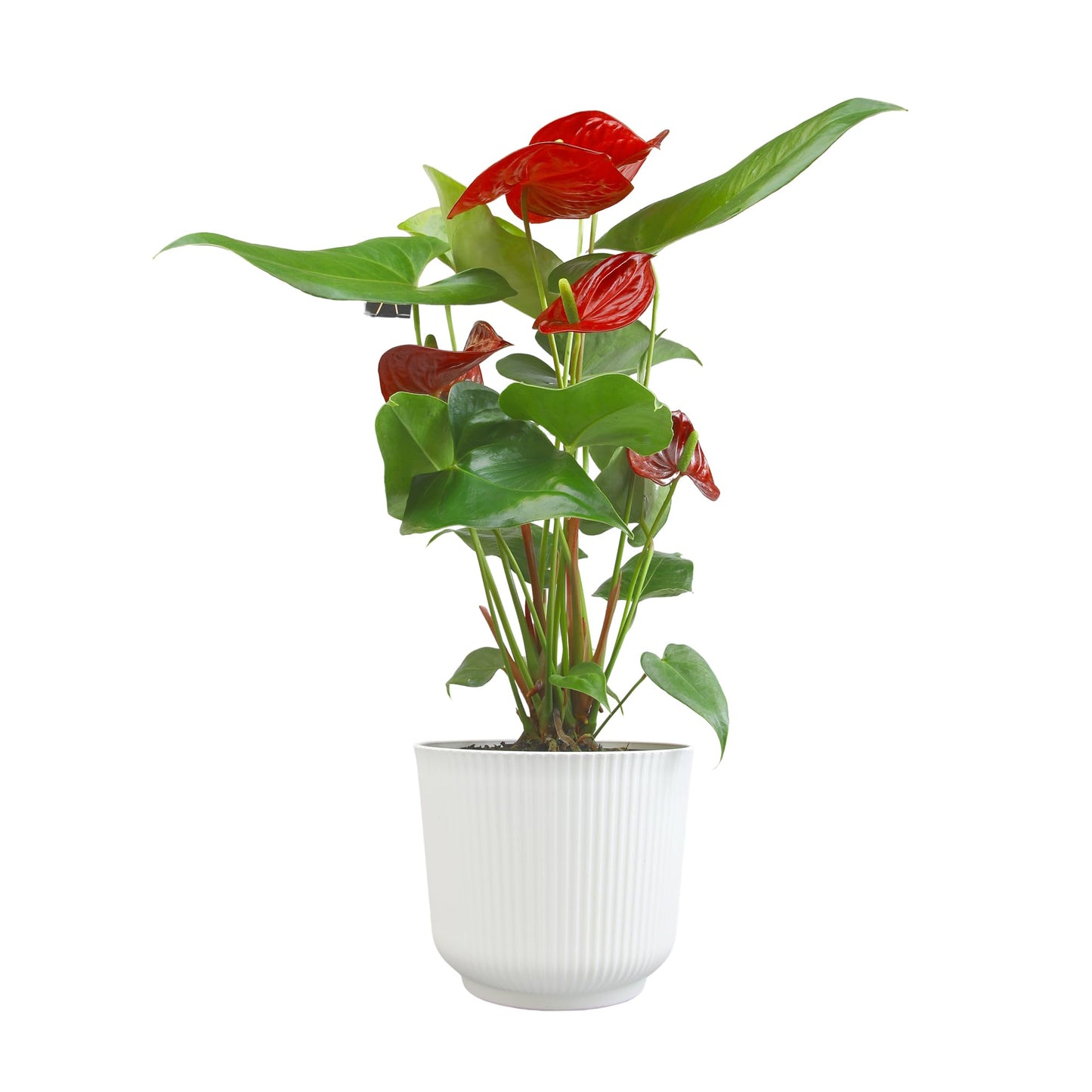 Altman Plants Red Anthurium Live Plant Decor in 6 Inch White Plastic Plant Pot, Easy to Grow Desk Plant, Easy Plant Gift, Decorative Indoor Plant, Live Anthuriums Live Plants Grown in Potting Soil Mix