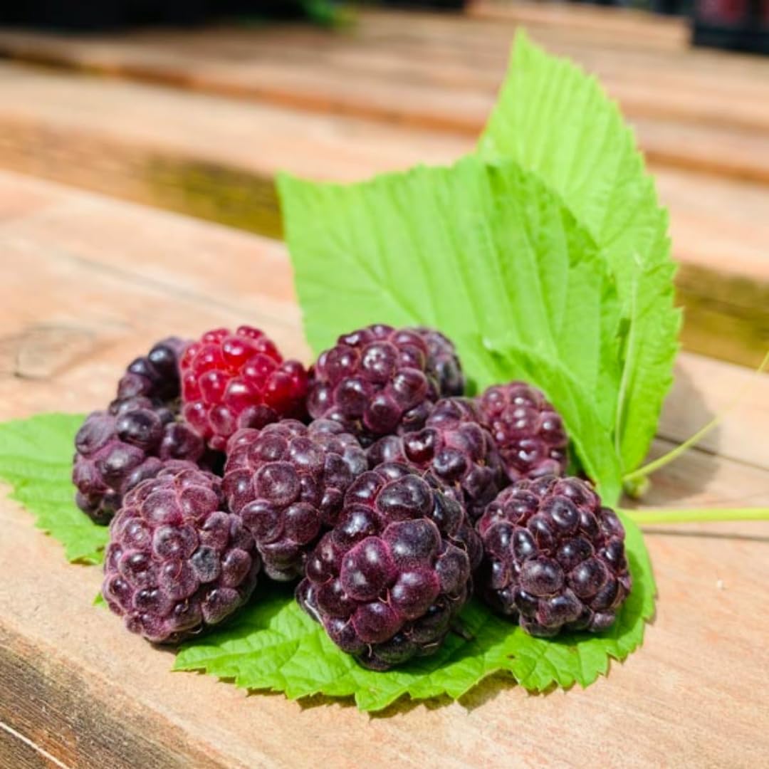 Set of 2 Raspberry Plants Live, Sweet Raspberry Bushes, 5-8 Inches Tall, Well-Rooted, Ready for Growing (Glencoe Raspberry)