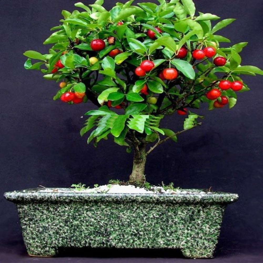 Barbados Cherry Tree, 4-8 Inch Tall, Acerola Barbados Cherry Plant Live for Planting Indoor Outdoor Ornamental Garden, No Pot