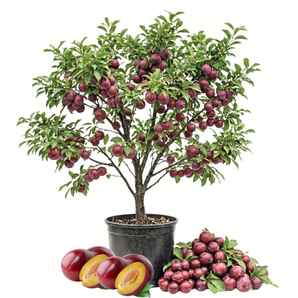 Plum Tree, Plum Live Plant, Sweet Fruit Plant, Live Fruit Tree for Outdoor Planting, 3 Feet Tall in 3 Gallon Pot, No Ship to CA (Red Purple)