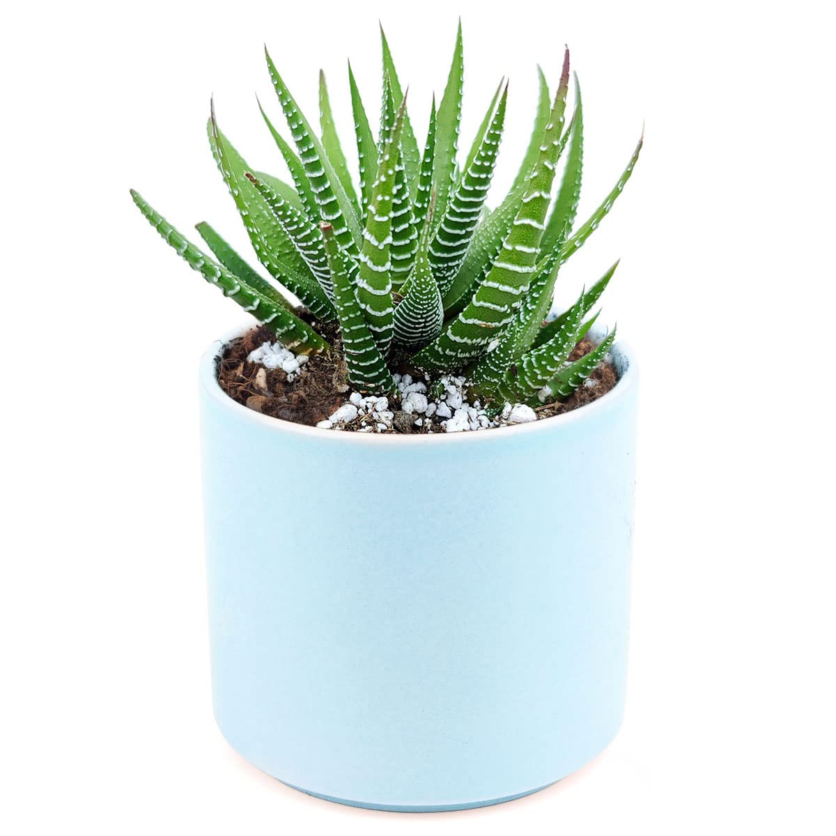 Haworthia Zebra Spiky Succulent Plant with Care Guide - Best Indoor Plants - Easy to Grow Succulents - Gift Ideas for Plant Lover - Low Light Succulents (4 inch)
