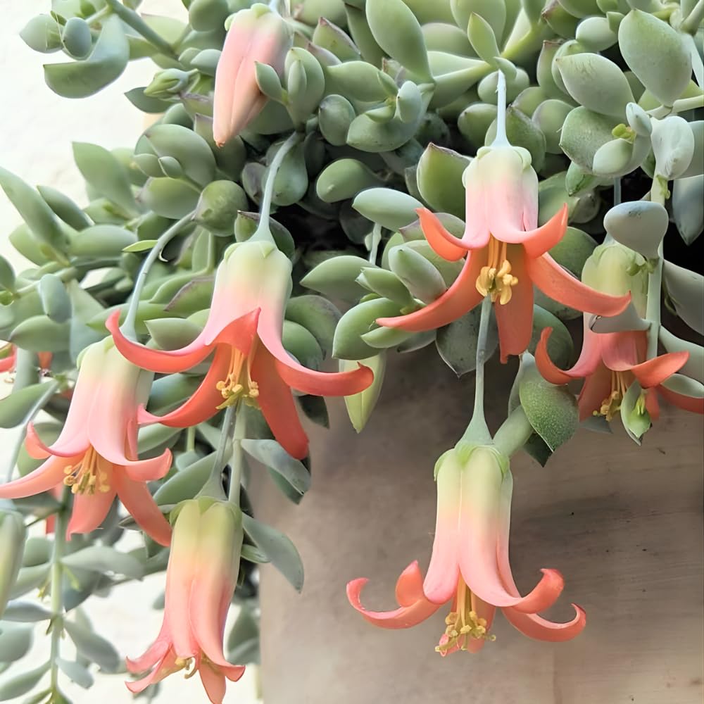 Cotyledon Pendens Succulent Plant Live – 6 Inc Pot | Indoor Trailing Houseplant | Well Rooted Easy to Care
