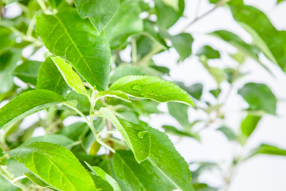 Perfect Plants Anna Apple Tree Live Plant, 4-5', Includes Care Guide
