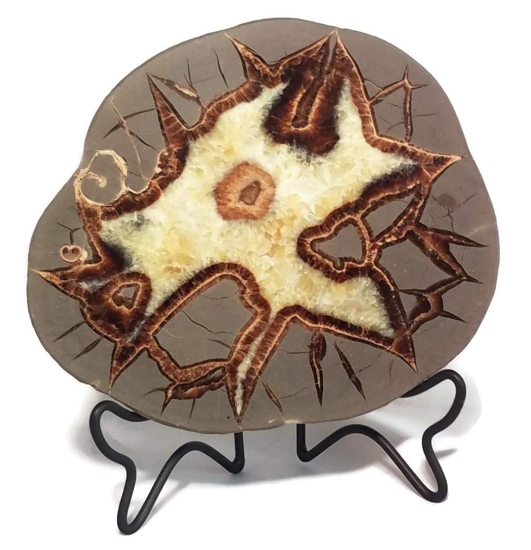 The Geode Mine: Septarian Nodule Slab - Stand and Information Card Included (A: 4.5 to 5.5 inch)