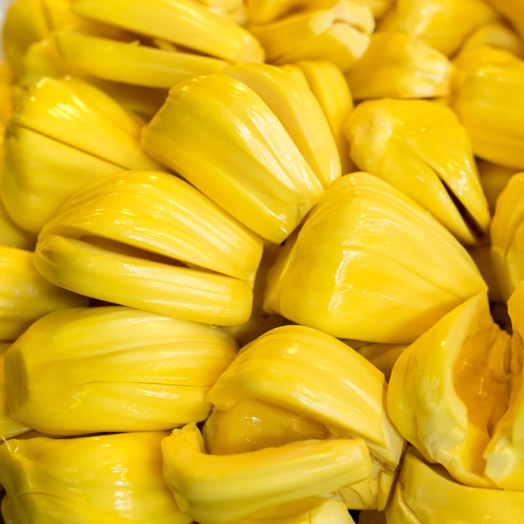 Live Jackfruit Tree Plant, Sweet Jackfruit Tree, Hardy Fruit Seedling, 2-3 Feet Tall for Outdoor Planting