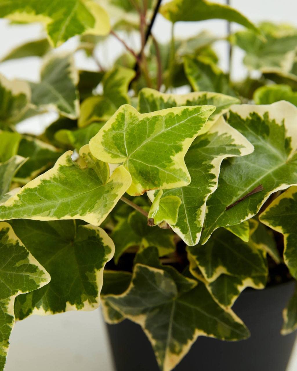 Golden English Ivy - Live Plant in a 4 Inch Pot - Hedera Helix - Beautiful Easy Care Indoor Air Purifying Houseplant Vine