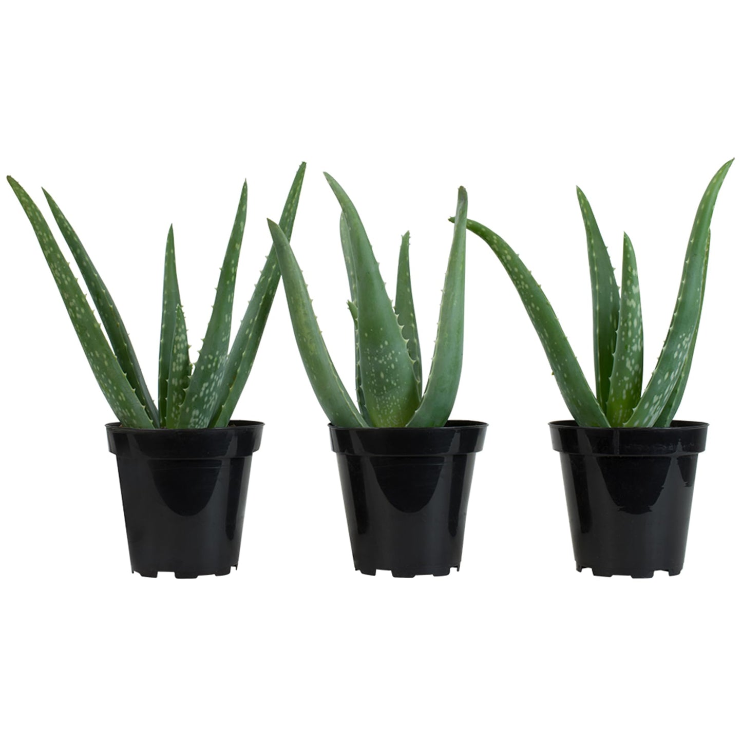 Aloe Vera Plant Live Succulent Plants (3 Pack), Live Aloe Vera Plant Succulents, Live Aloe Plant in Aloe Plant Pot, Aloe Plants Live Indoor Plants, Succulents Live House Plants by Plants for Pets