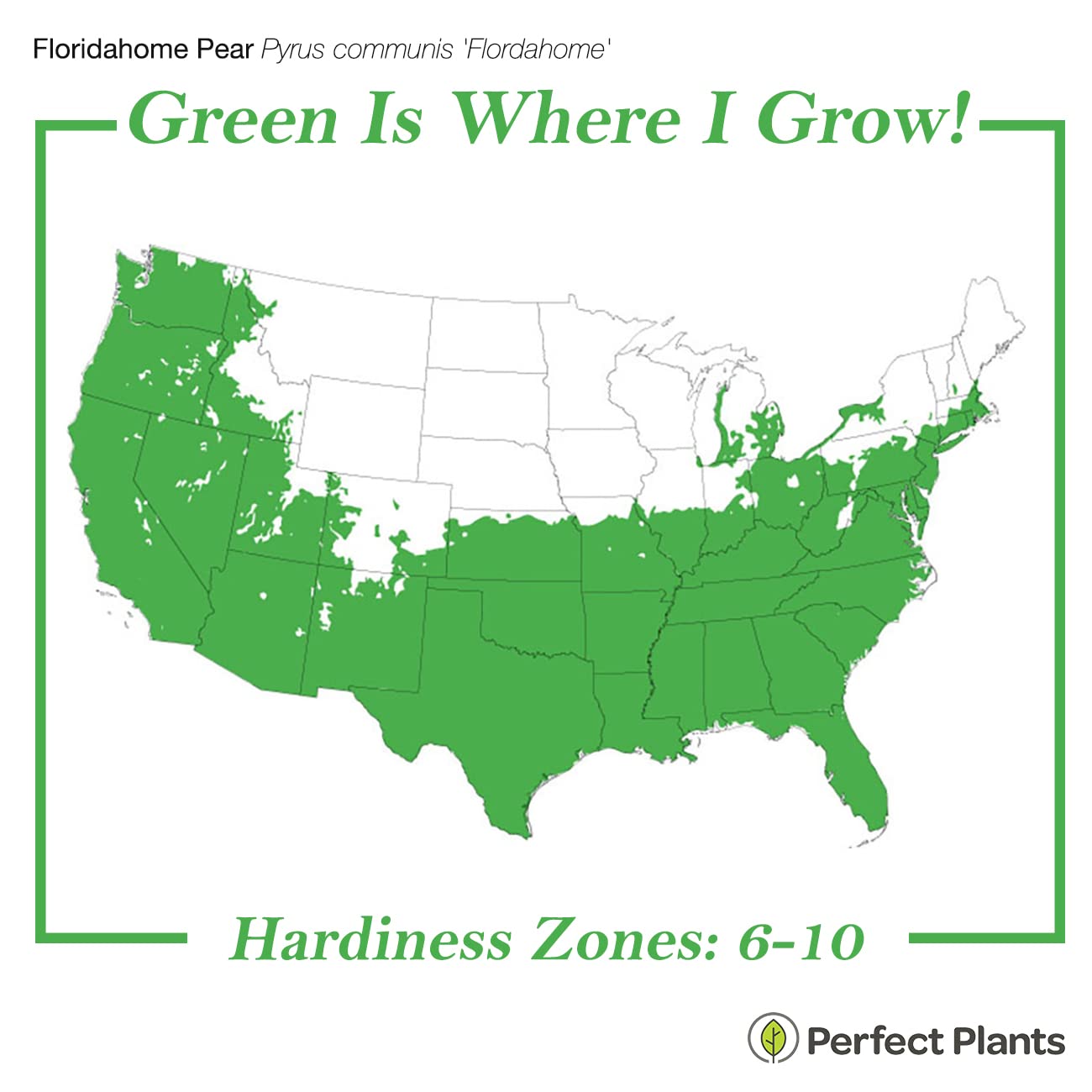 Perfect Plants Florida Home Pear Tree | Live Outdoor Fruit Trees 4-5 Feet | Easy to Grow Sweet Fruits Perfect for Preserves | Easy Planting & Pears Produced in 2-3 Years