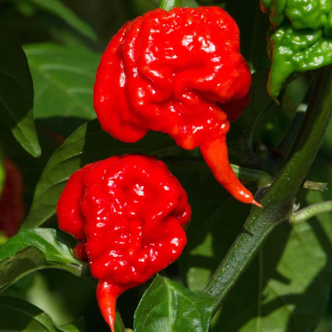 Live Carolina Reaper Pepper Plant in 4 Inch Pot, 4–7 Inch Tall Seedling, Hot Chili Pepper Plant for Garden or Container Growing