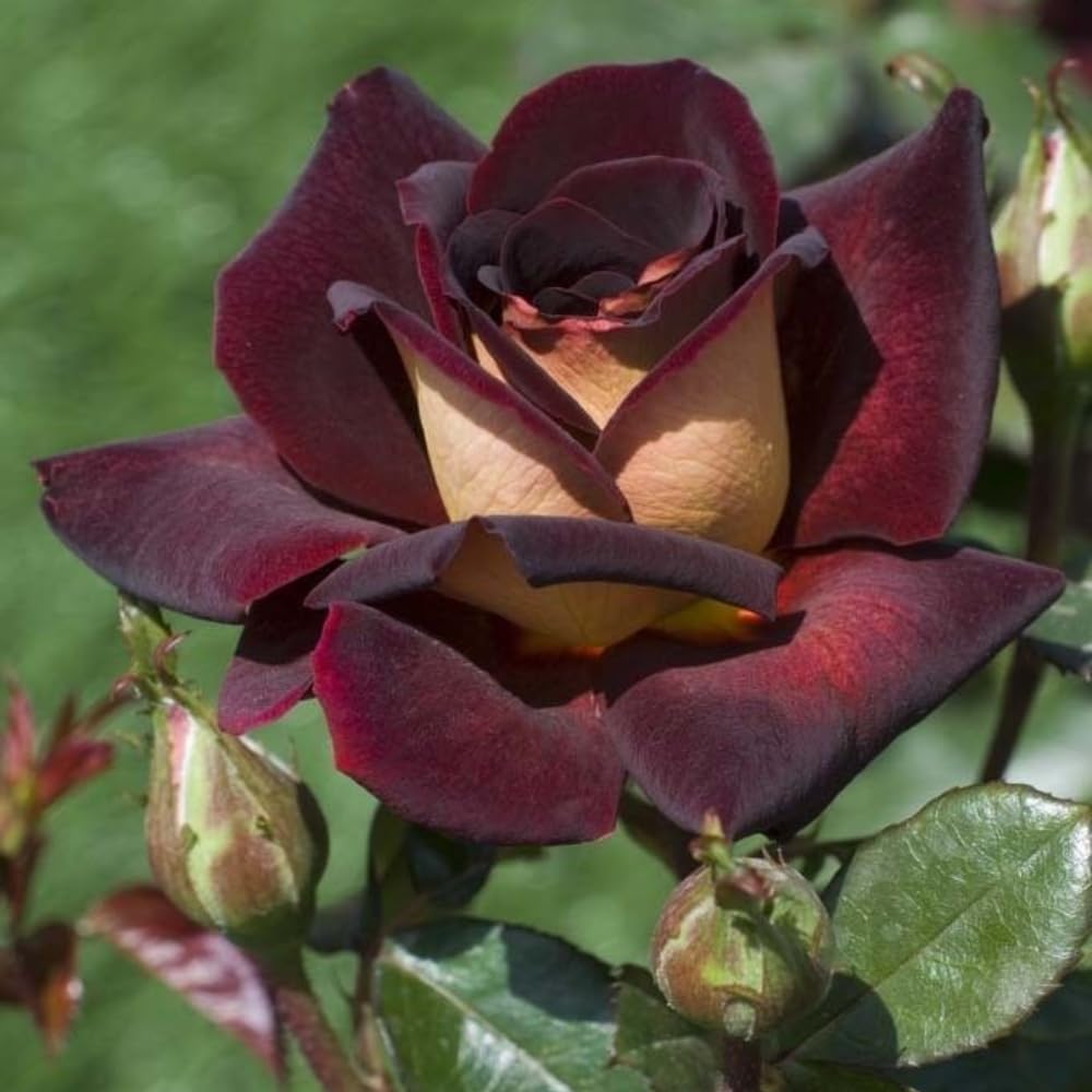 Rose Bush Live Plant, Fragrant Hybrid Tea Rose Flowers Well Rooted Plant, 5-10 Inc Tall for Planting Indoor Outdoor (Dark Night Rose)