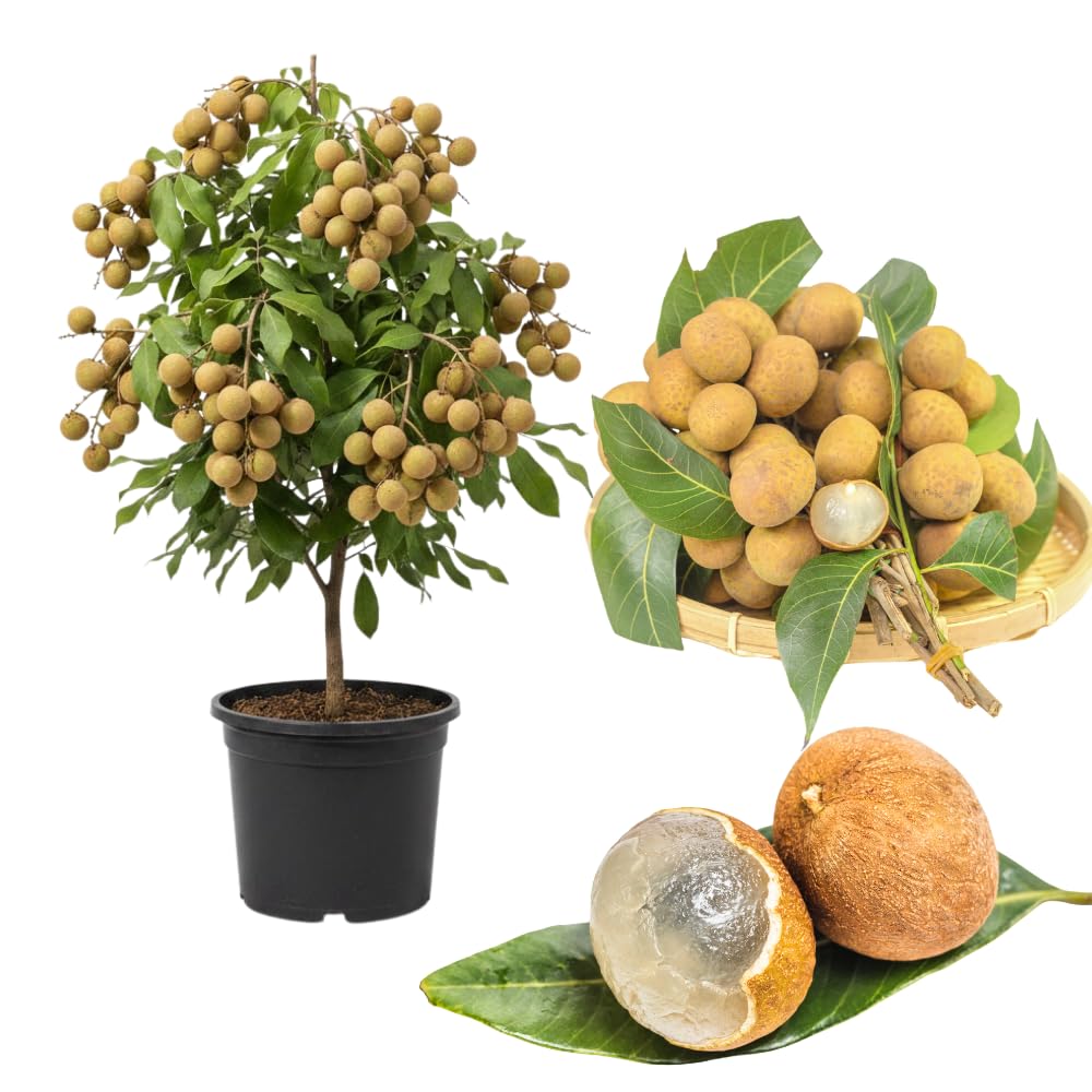 Longan Tree Live Plant in 4 Inches Pot, Longan Seedlings from 6 to 8 Inches Tall, Sweet Fruit Tree for Edible Garden